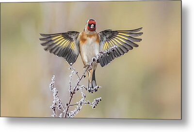 Colours Bird-goldfinch Metal Prints