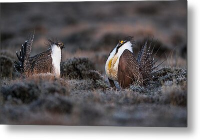 Greater Sage Grouse Metal Prints