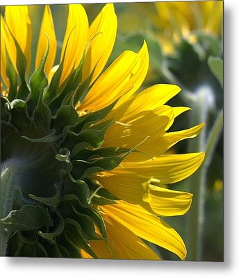 Designs Similar to #sunflower #closeup