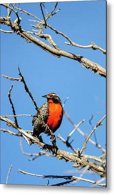 Long-tailed Meadowlark Metal Prints