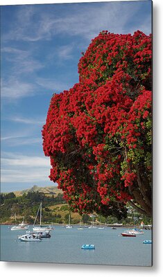 Akaroa Metal Prints