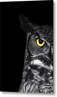 White Owl Metal Prints