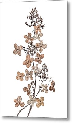 Designs Similar to Hydrangea Paniculata