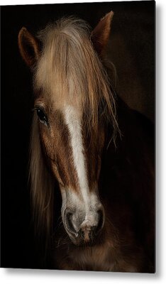 Haflinger Metal Prints