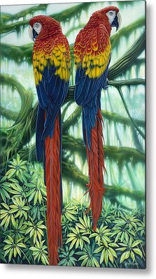 Scarlet Macaw Art - Fine Art America