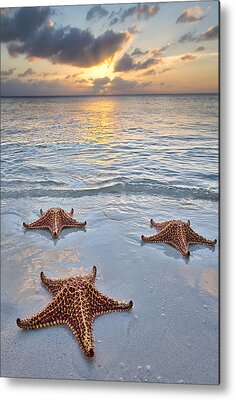 Designs Similar to Starfish Beach Sunset