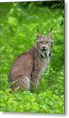 Canada Lynx Metal Prints