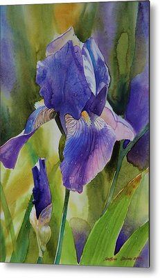 Watercolor Iris Metal Prints