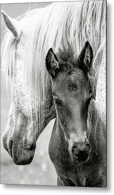 black /& white fine art print of a little foal Wild horses photography