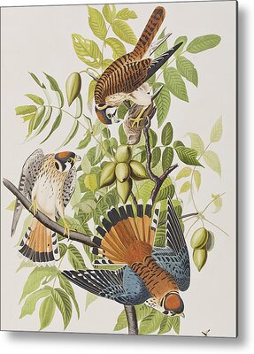 American Tree Sparrow Metal Prints