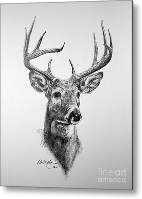 Deer Etched Montana Marble Wildlife Art Buck Fever 