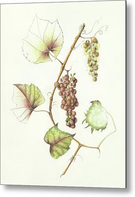 Concord Grapes Metal Prints