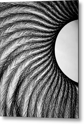 Ostrich Feathers Metal Prints