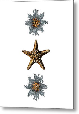 Starfish Plant Metal Prints