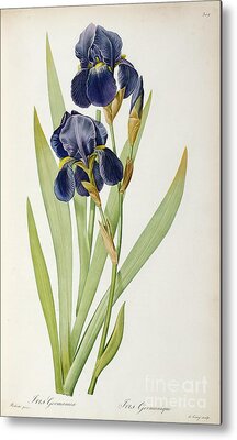 Irises Metal Prints