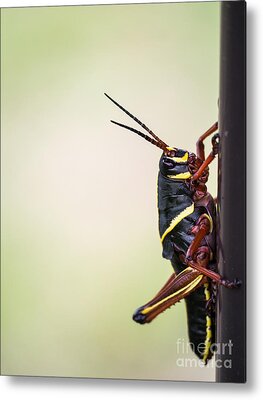 Lubber Grasshopper Metal Prints