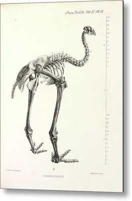 Dinornithidae Metal Prints