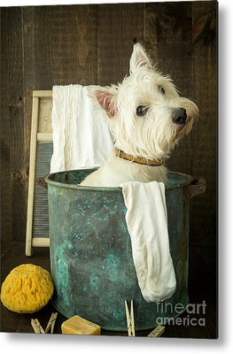 Vintage Dog Metal Prints