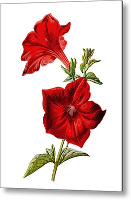 Designs Similar to Crimson Petunia Flower