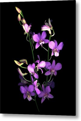 Purple Orchid Metal Prints