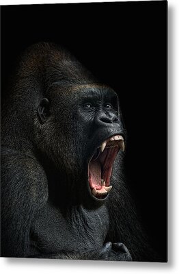 Silverback Gorilla Metal Prints