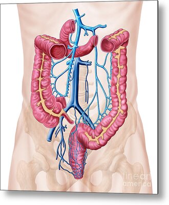 https://render.fineartamerica.com/images/rendered/search/metal-print/7.5/8/break/images-medium-5/1-anatomy-of-human-abdominal-vein-system-stocktrek-images.jpg