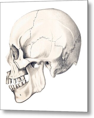 Anatomic Metal Prints