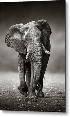 Johan Swanepoel Metal Prints