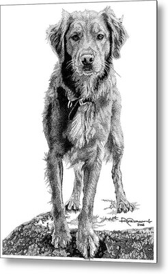 Golden Retrievers Drawings Metal Prints