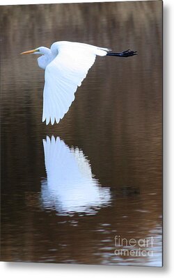 Designs Similar to Great Egret over the Pond