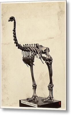 Heavy-footed Moa Metal Prints