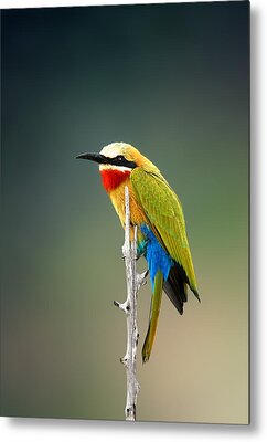White Fronted Bee-eater Metal Prints