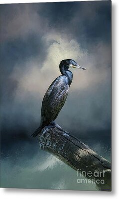 Great Cormorant Metal Prints