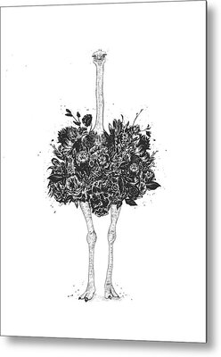 Ostrich Drawings Metal Prints