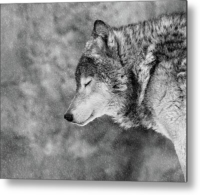 Furry Wolf Metal Prints