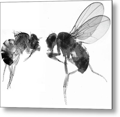 Drosophila Metal Prints