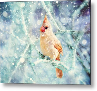 Female Cardinal In The Snow Metal Prints