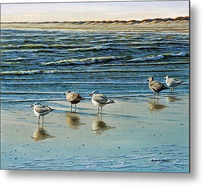 Herring Gull Metal Prints