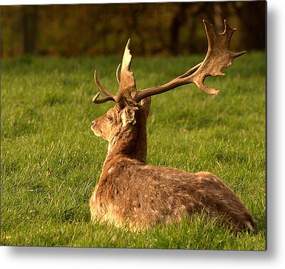 Deer Antlers by Don Farrall