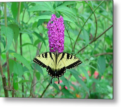 Eastern Tiger Swallowtail Metal Prints