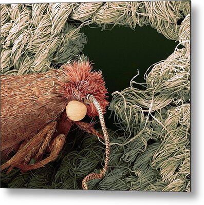 Clothes Moth Photograph by Steve Gschmeissner/science Photo Library - Fine  Art America