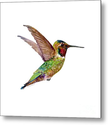 Annas Hummingbird Metal Prints
