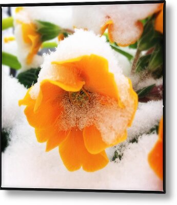 Designs Similar to Orange spring flower with snow
