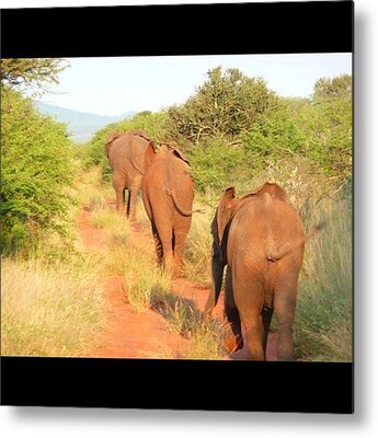 African Safari Metal Prints