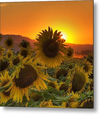 Sunflowers Metal Prints