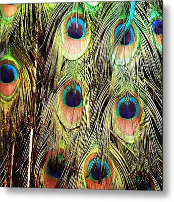 Colorful Bird Metal Prints