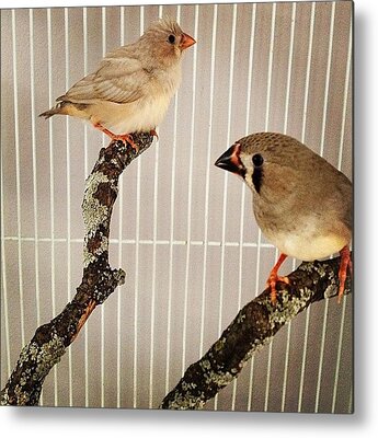 Finches Metal Prints