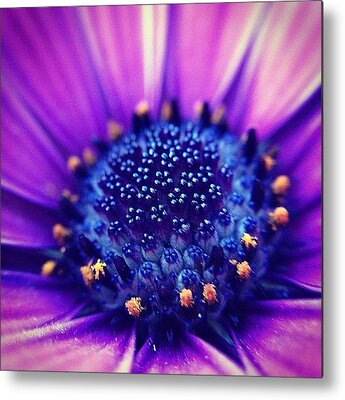 African Daisy Metal Prints