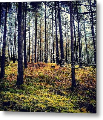 Forest Metal Prints