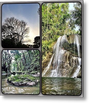 Tropical Forest Metal Prints